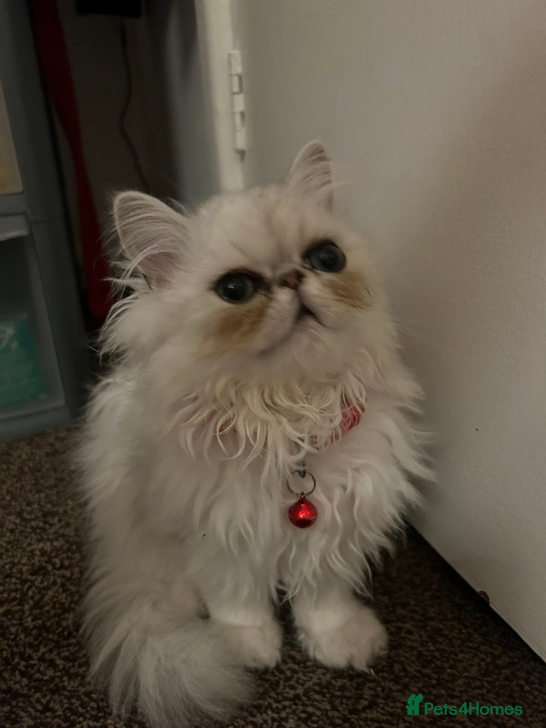 Persian cats for sale: Persian cats  - Image 10