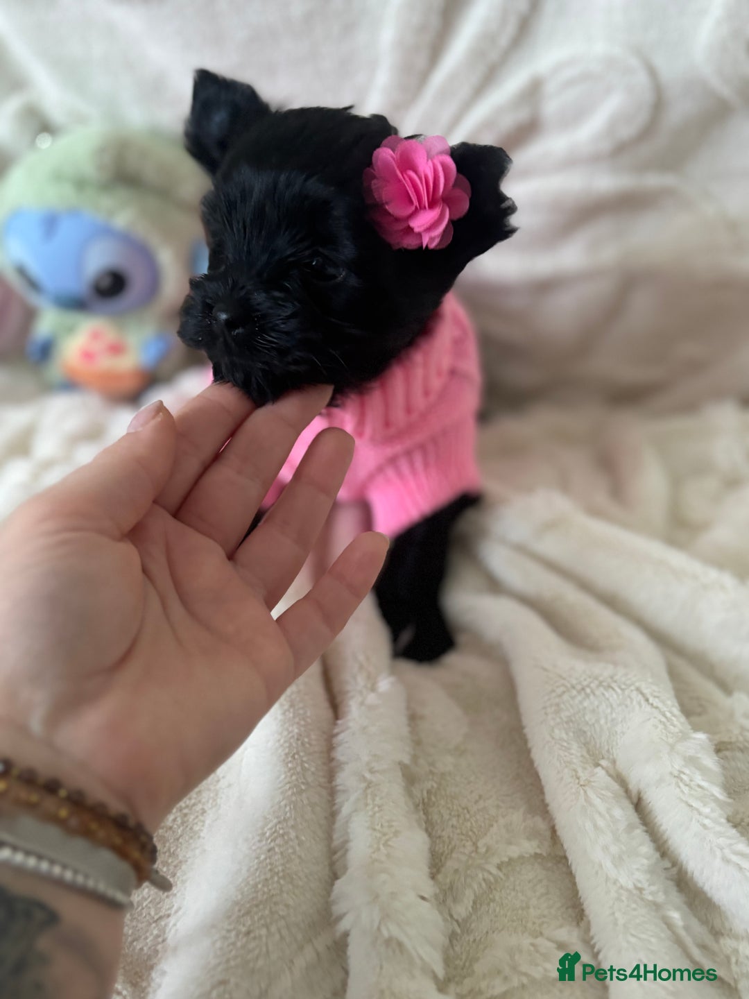 Yorkshire Terrier dogs for sale: Mini Black Yorkshire terriers puppies  - Advert 3