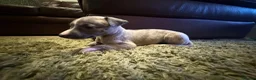 Whippet dogs for sale: KC Registered Whippet Puppies – Home Reared, - Advert 17