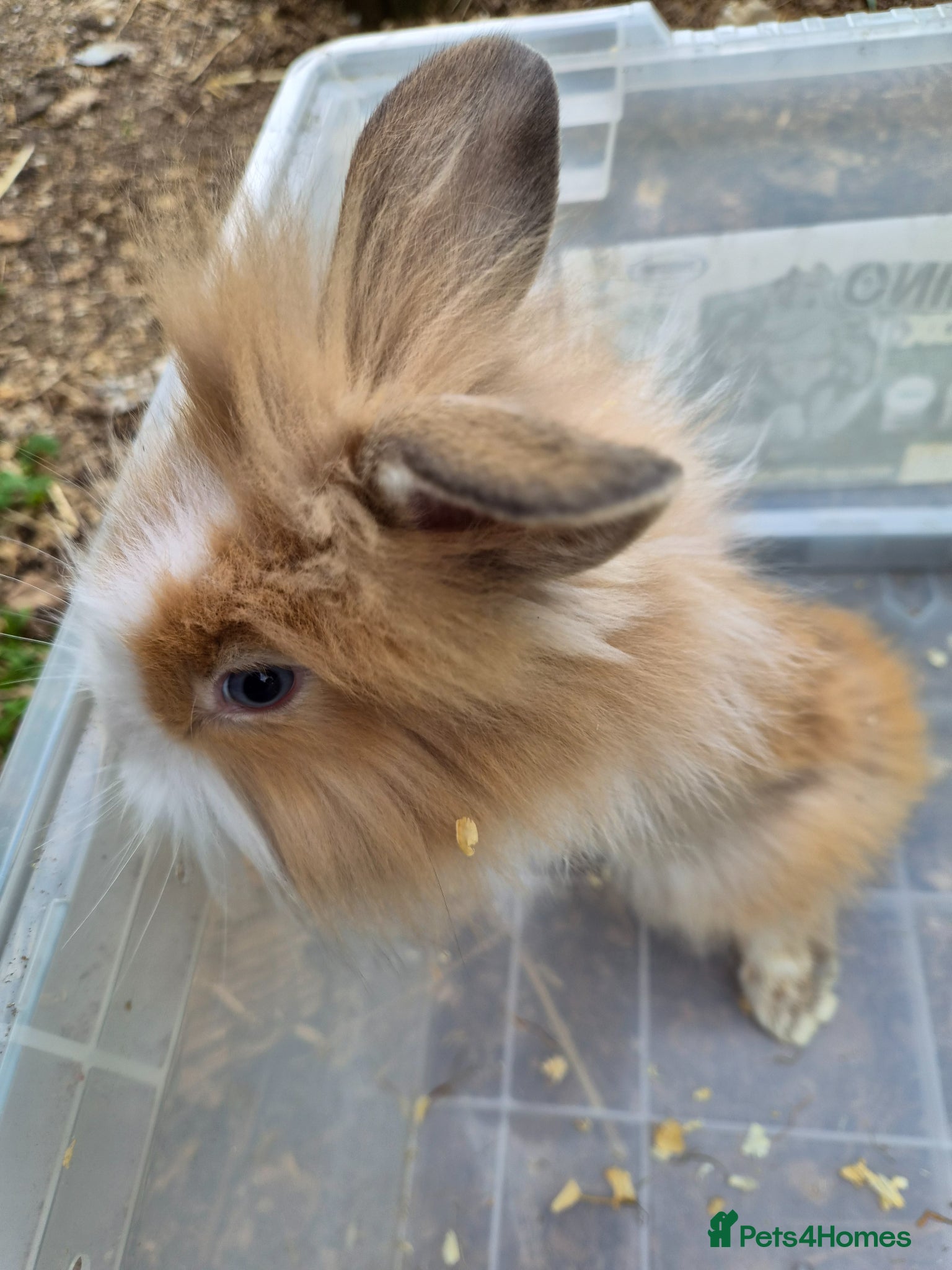 Lionhead rabbits for sale: 5 baby lion heads for sale £60 each  in Manchester - Advert 6
