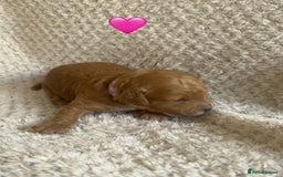 Cockapoo dogs for sale: F1b cockapoo puppies  - Image 6