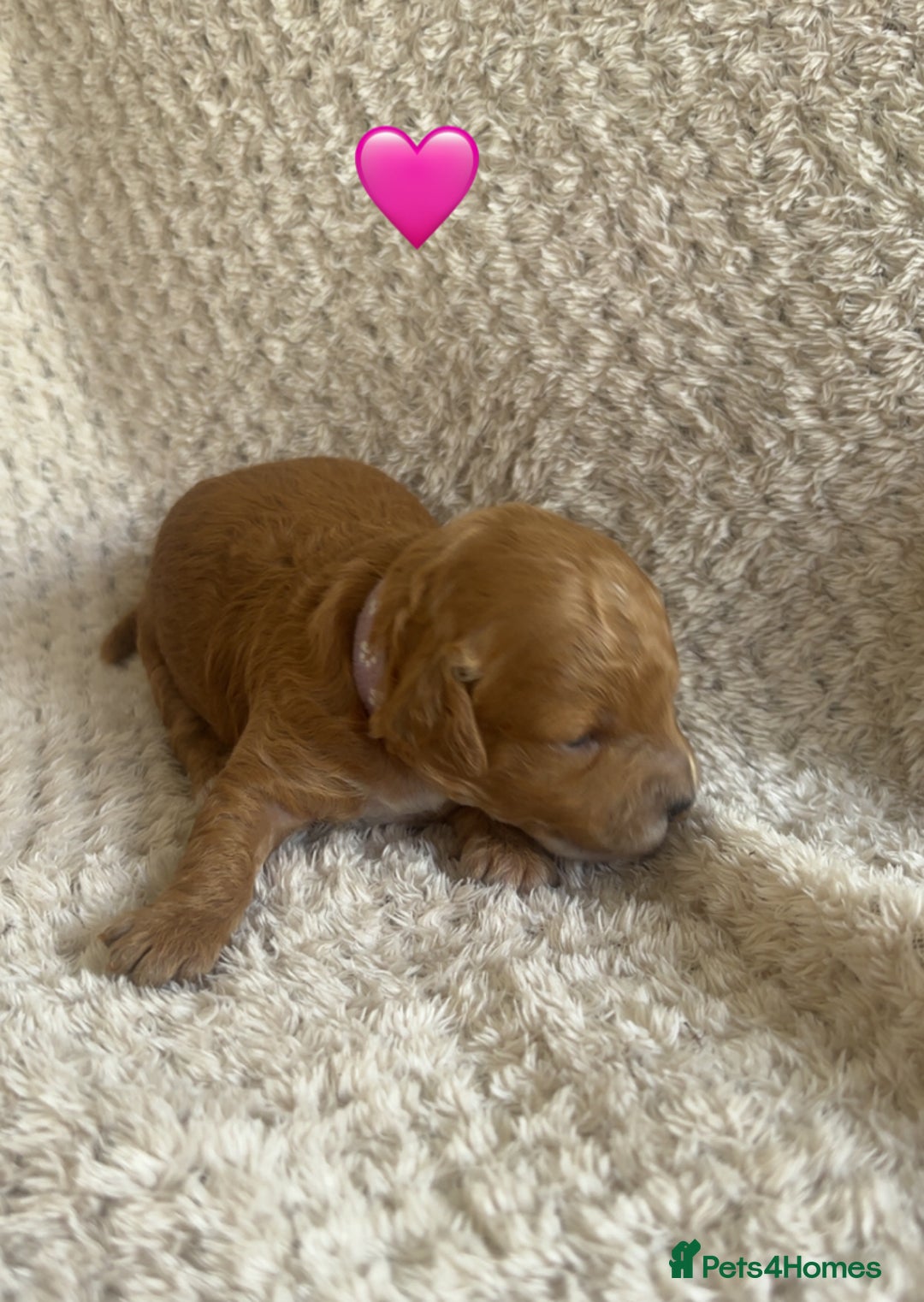 Cockapoo dogs for sale: F1b cockapoo puppies  - Image 6