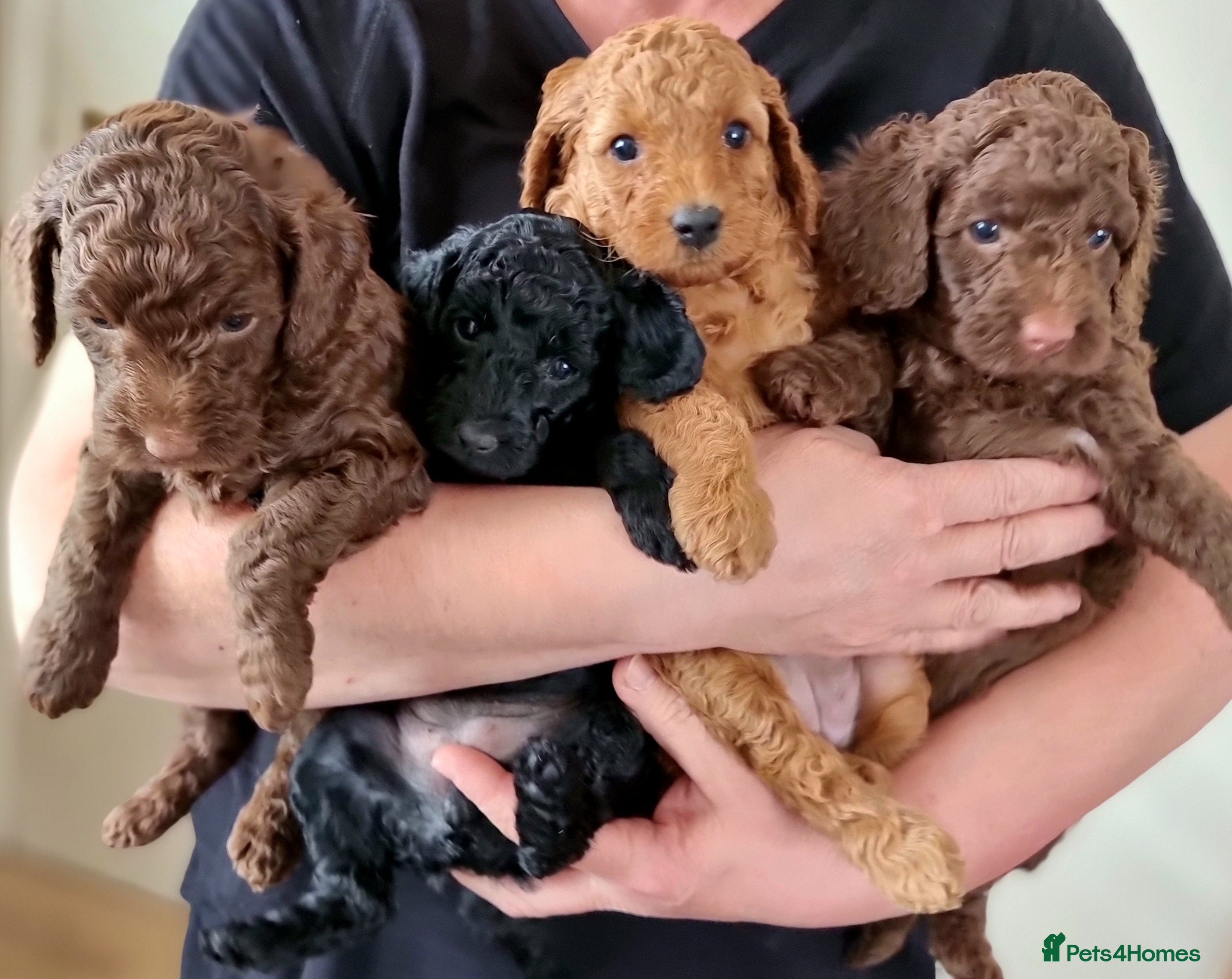 Miniature Poodle dogs Exceptional KC Miniature Poodles - Advert 11