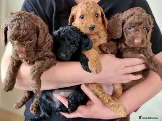 Miniature Poodle dogs Exceptional KC Miniature Poodles - Advert 11