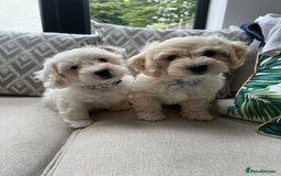 Cavachon dogs for sale: 2 Adorable boys ready for their forever homes 🐾 - Image 4
