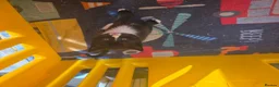 Mixed Breed cats for sale: Little kittens  - Advert 26