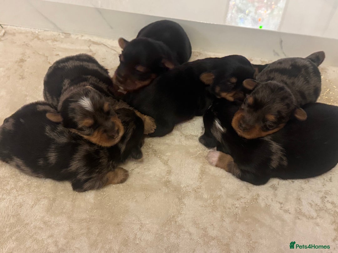 Yorkshire Terrier dogs for sale: Yorkshire terrier puppies  - Advert 3