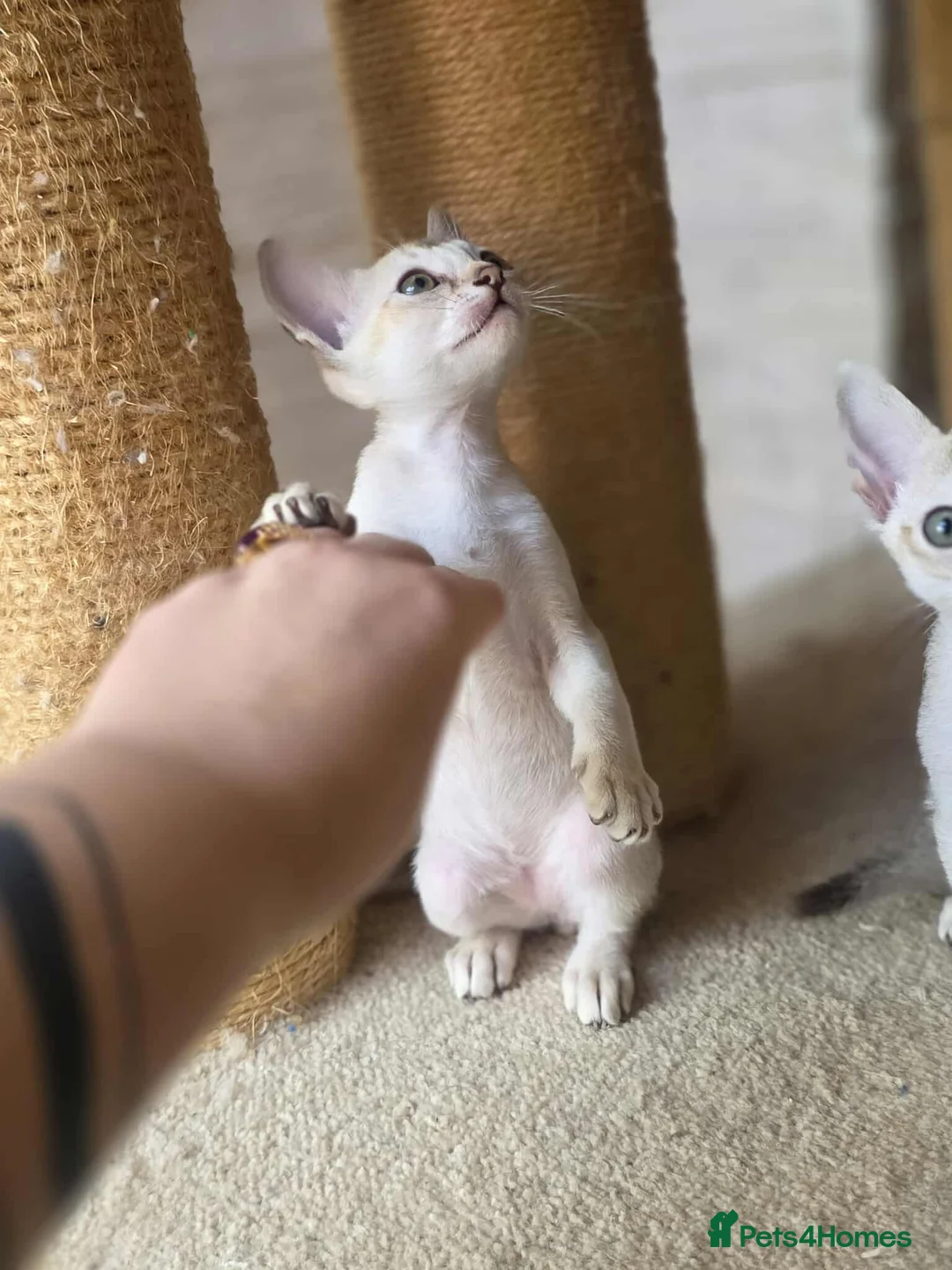 Singapura cats for sale: Stunning Singapura kittens  - Advert 16