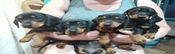 Dachshund dogs for sale: Gorgeous dachshund puppies - Advert 4