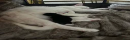 Turkish Van cats for sale: Beautiful Turkish van kittens for sale.  - Advert 25