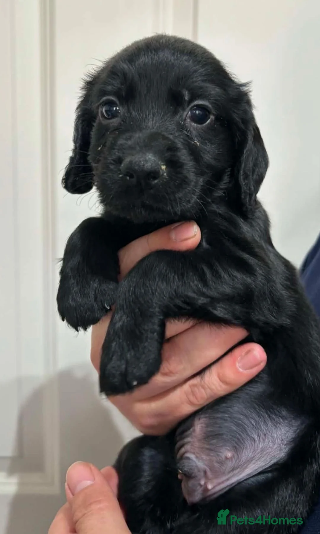 Cocker Spaniel dogs for sale:  kc working cockers spaniels "Shropshire " in Bridgnorth - Advert 12
