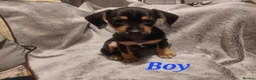 Chiweenie dogs for sale: Chiweenie puppies for sale in Bristol - Advert 4