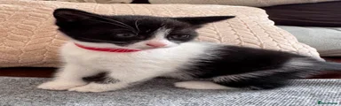 Mixed Breed Kitten 4