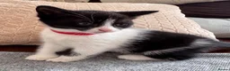 Mixed Breed cats for sale: 😻Adorable Kittens Looking for Their Homes 🐾 - Advert 9