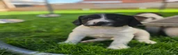 English Springer Spaniel dogs for sale: Springer spaniel puppies in Bungay - Advert 3