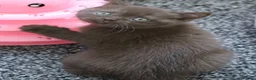 British Shorthair cats for sale: Chocolate Champion bloodline BSH - Advert 5