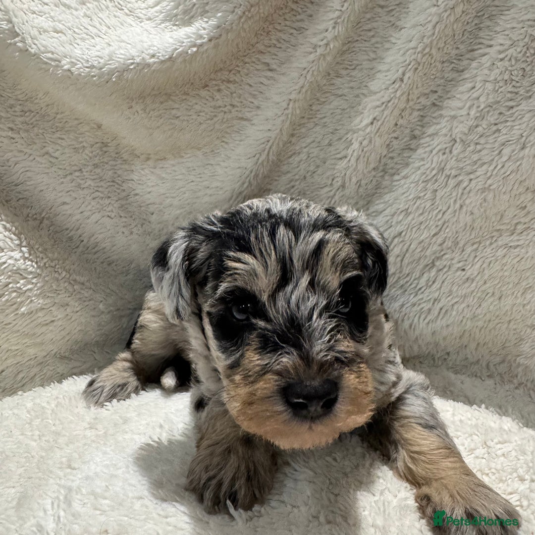 Mixed Breed dogs for sale: Very rare Schnoodle puppies  - Image 6