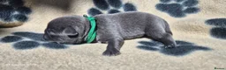 Pug dogs for sale: 3x pug girls 1x pug boy in Southend-on-Sea - Advert 7