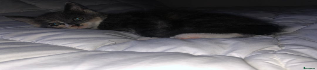 Domestic Shorthair Kitten 2