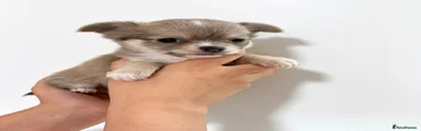 Chihuahua 2