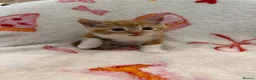 Domestic Shorthair cats for sale: 2 Beautiful Kittens Looking For Forever Home - Advert 15