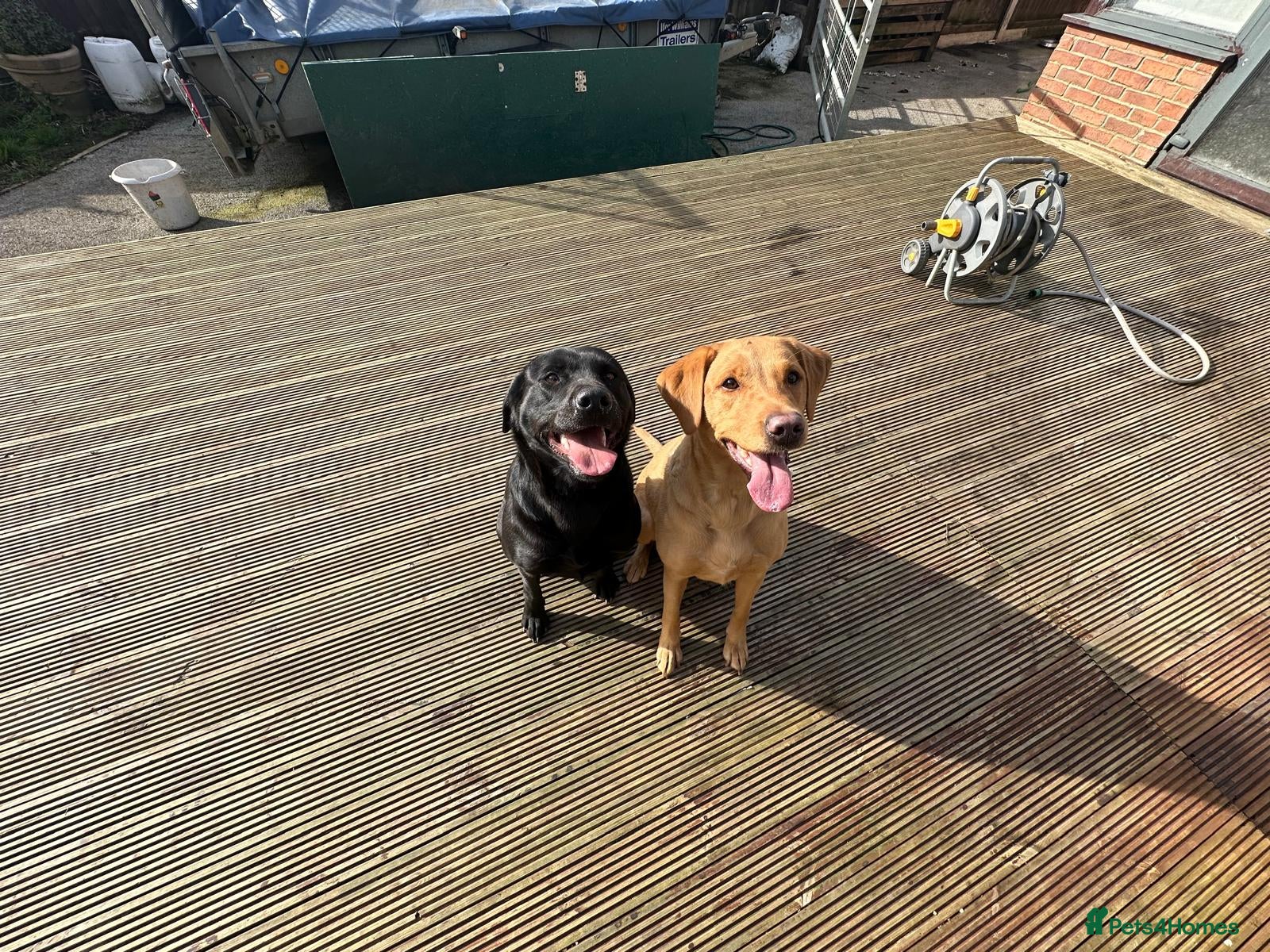 Labrador Retriever dogs Sweetheart Raven  - Advert 2