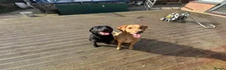 Labrador Retriever dogs for sale: Sweetheart Raven  - Advert 1