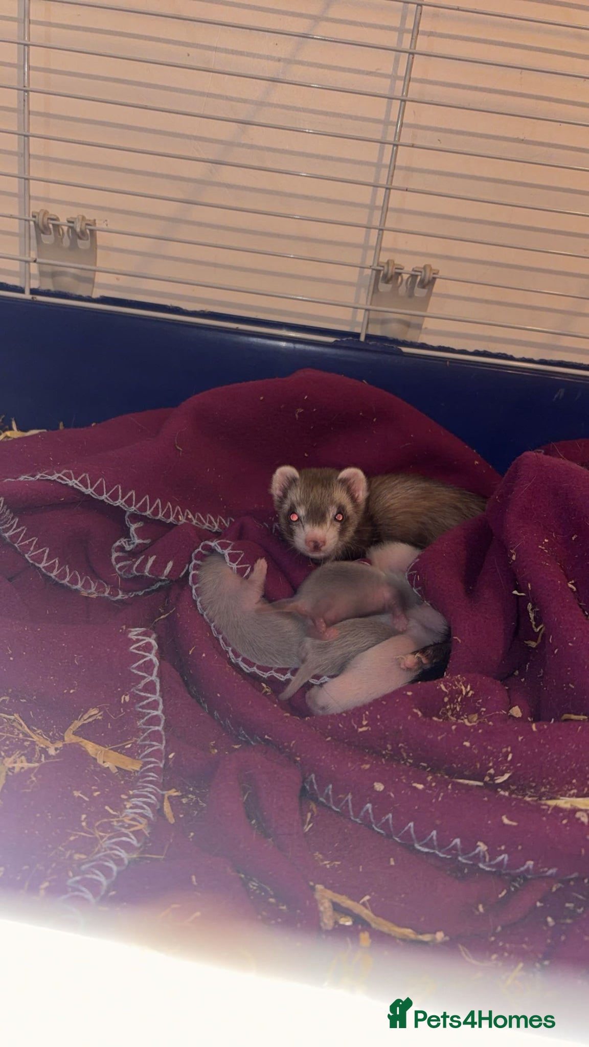 Ferret rodents for sale: ferret kits 🐾 - Advert 1