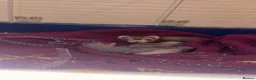 Ferret rodents for sale: ferret kits 🐾 - Advert 1