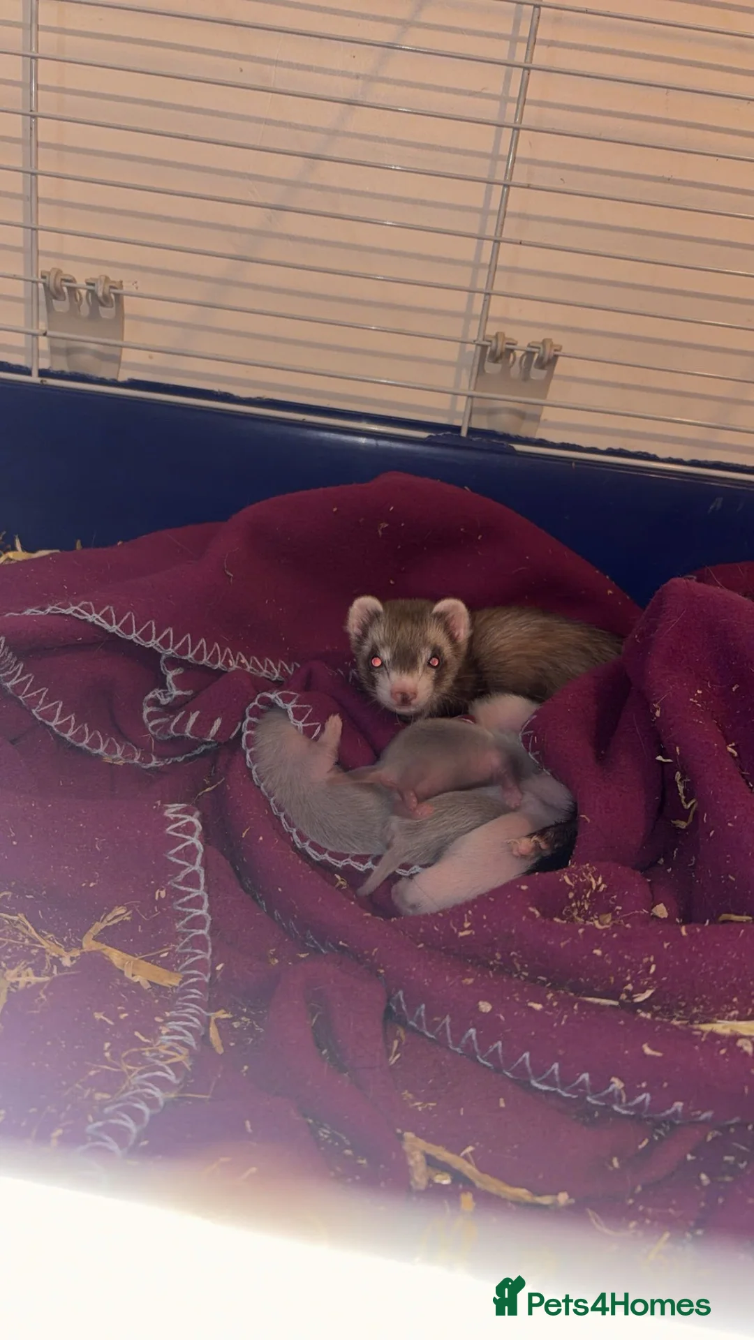 Ferret rodents for sale: ferret kits 🐾 - Advert 1
