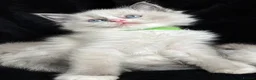 Ragdoll cats for sale: Sweet Ragdoll Kittens Looking for Loving Families  - Advert 12