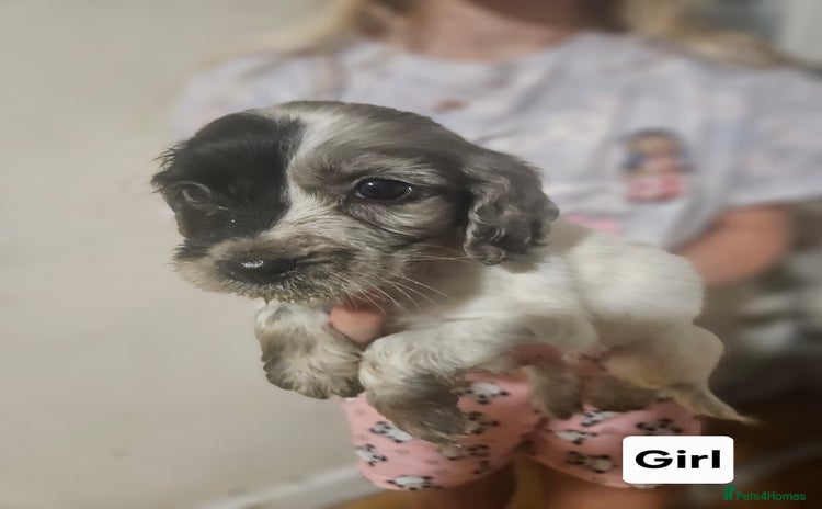 Cocker Spaniel dogs - Advert 10