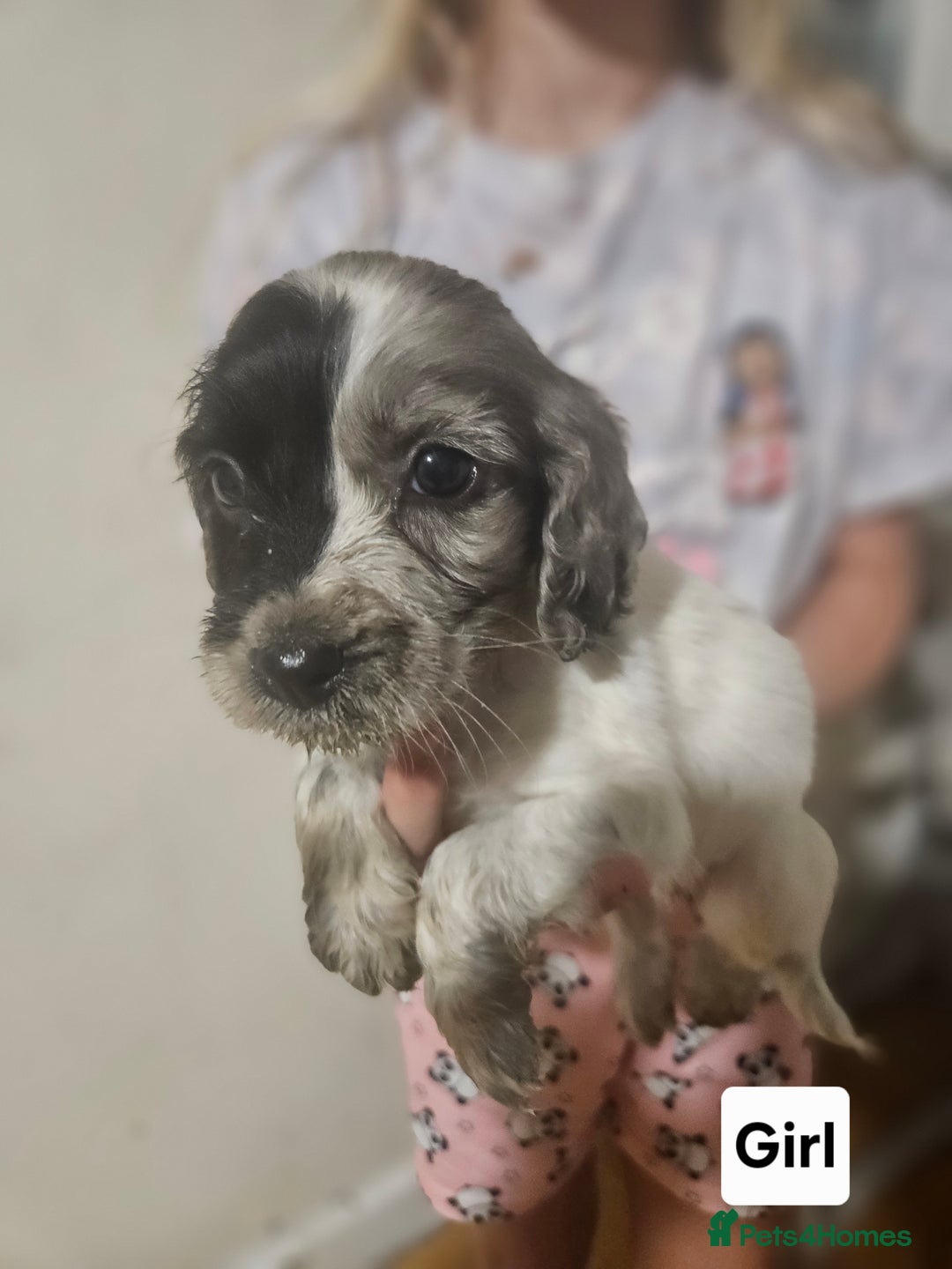 Cocker Spaniel dogs for sale: Beautiful Mixed Colour Cocker Spaniel Puppies - Image 1