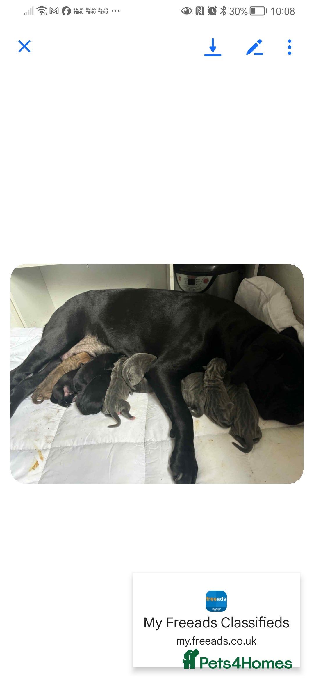 Cane Corso dogs for sale: Cane corso - Advert 2