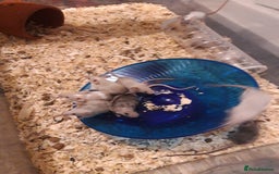 Mouse rodents for sale: Fancy mice babie males and females in Manchester - Image 2