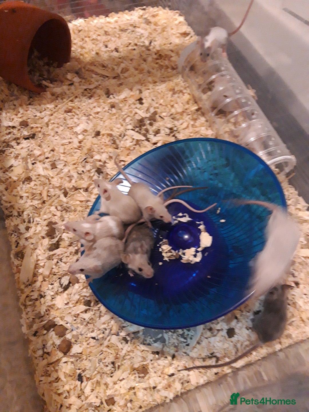Mouse rodents for sale: Fancy mice babie males and females in Manchester - Image 2