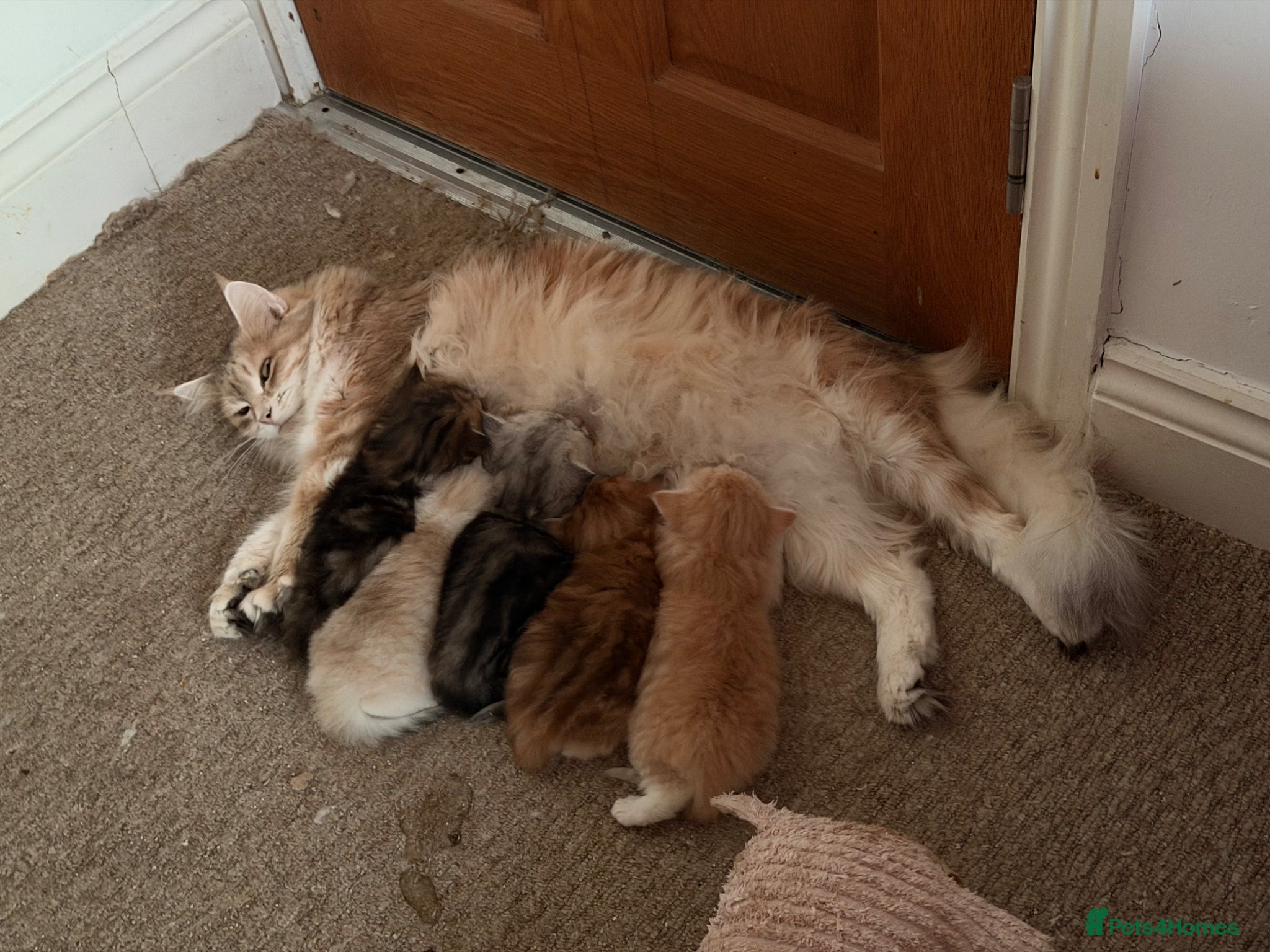 Siberian cats Wawura Siberians intro the Stranger Things Litter! - Advert 2