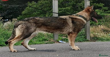 German Shepherd dogs in Birmingham - Advert 11