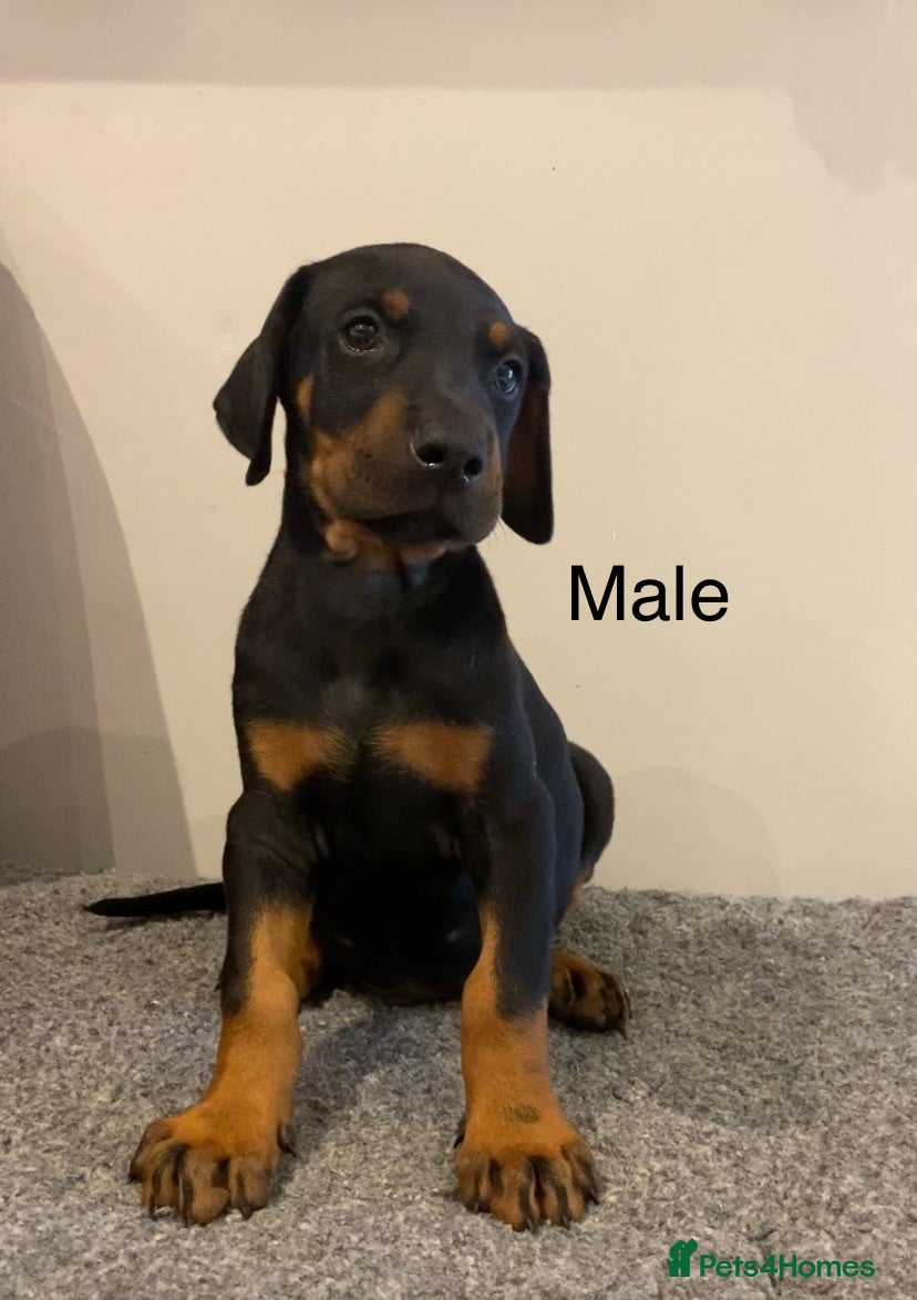 Dobermann dogs Champion and working lines KC Doberman litter - Advert 2