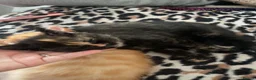 Mixed Breed cats for sale: Three beautiful kittens for sale  in Torquay - Advert 4
