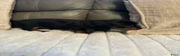 Miniature Dachshund dogs for sale: Miniature Dachshund Puppies in Bridlington - Advert 5