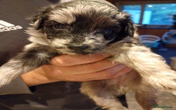 Mixed Breed dogs for sale: Beautiful pomapoo X puppies  - Image 9