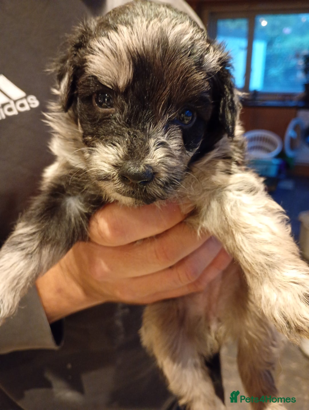 Mixed Breed dogs for sale: Beautiful pomapoo X puppies  - Image 9