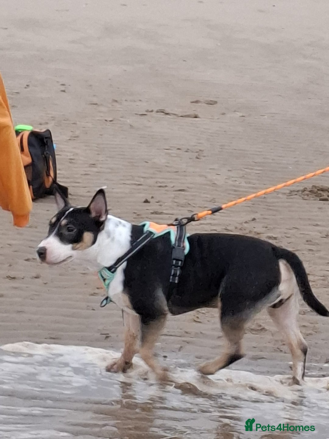 Mixed Breed dogs for sale: English bull terrier x pocket bully - Advert 1