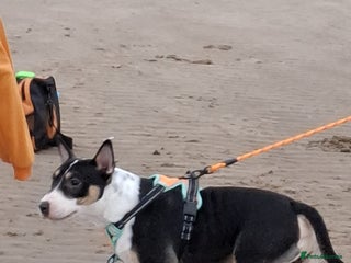 Mixed Breed dogs English bull terrier x pocket bully - Advert 2