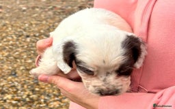 English Springer Spaniel dogs for sale: Springer spaniel puppies - Image 8