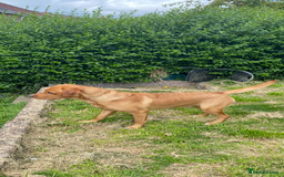 Labrador Retriever dogs for stud: LABRADOR FOR STUD - Image 5