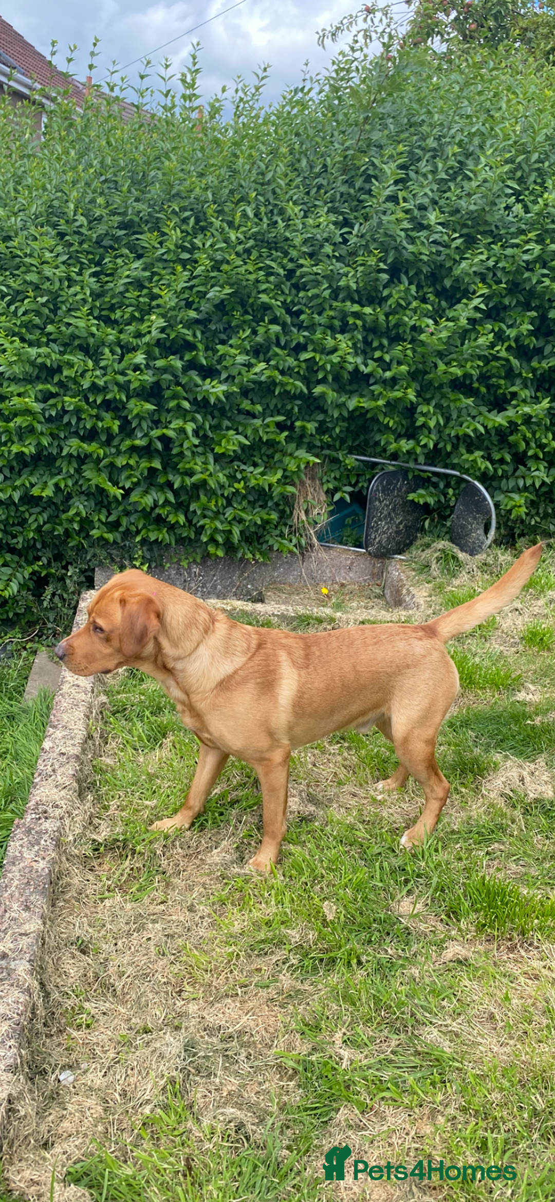 Labrador Retriever dogs for stud: LABRADOR FOR STUD - Image 5