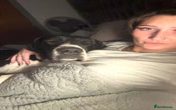 Great Dane dogs for sale: Beautiful 3 year old bitch needs new home asap - Image 1