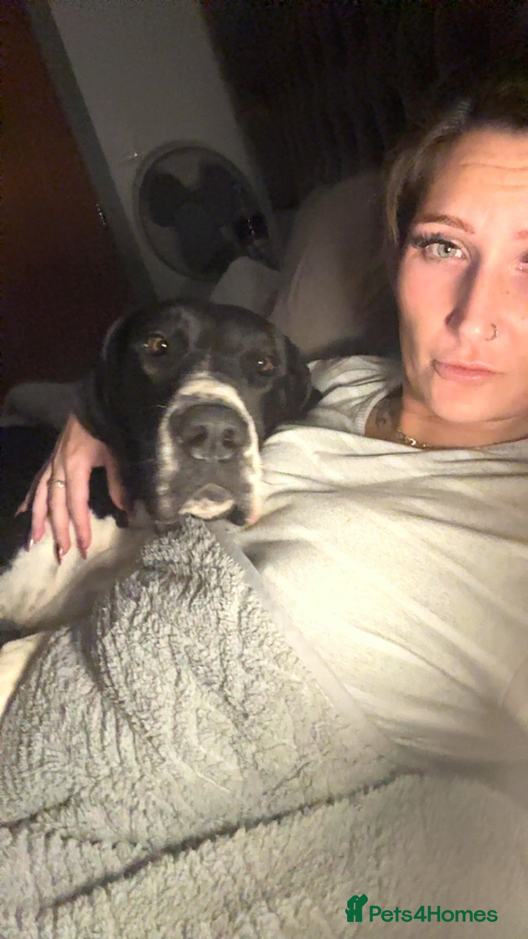 Great Dane dogs for sale: Beautiful 3 year old bitch needs new home asap - Image 1
